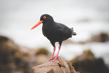 Close up image of a black oyster catcher feeding on the rocks in the tidal region in the western cape of south africa