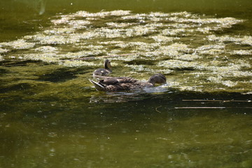 Fototapeta premium Entenfamilie