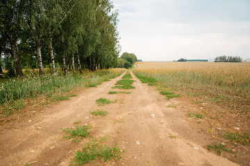Rural road running through a field in the forest