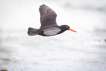 Close up image of a black oyster catcher feeding on the rocks in the tidal region in the western...