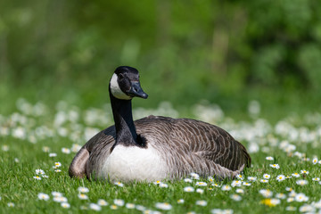 Canada goose (Branta canadensis)