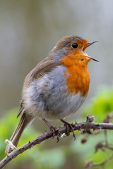 European robin (Erithacus rubecula) singing
