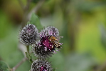 Biene sammelt Nektar