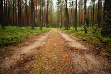 Naklejka premium Walkway Lane Path With Green Trees in Forest. Beautiful Alley In Park. Pathway Way Through Dark Forest