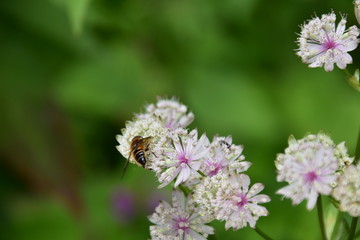 Biene auf Blume