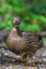 Female Mallard Duck (Anas platyrhynchos)