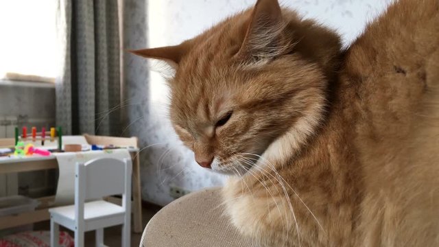 Close up footage of dozing cute ginger cat. Fluffy pet is going to sleep. Cozy home background with kid's toys and table.