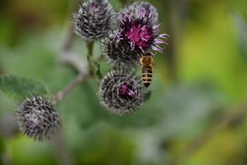Distel mit Biene