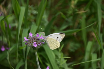 Kleiner Kohl-Weißling auf einer Blume