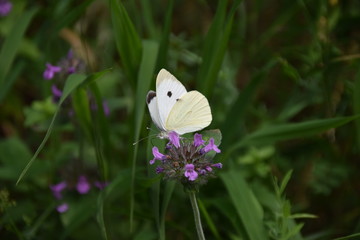 Kleiner Kohl-Weißling auf einer Blume