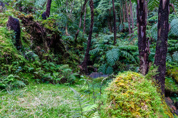 Fototapeta premium Caldeira Velha waterfall and pool at Sao Miguel - Azores Island, Portugal