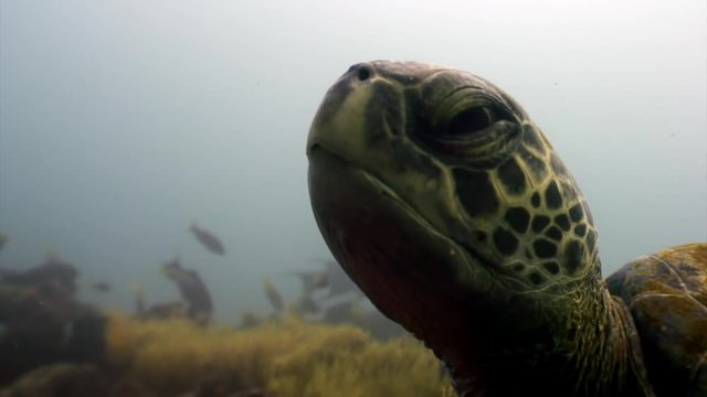 Sea turtle with yellow tortoiseshell underwater lagoon of ocean on Galapagos. Amazing life of tropical nature world in blue water. Scuba diving.