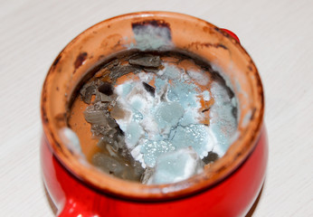 Closeup of rotting food. Mold growing on stewed vegetables