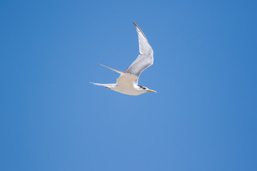 Close up image of a flock of Caspian Terns flying of the perch in an estuary in South Africa