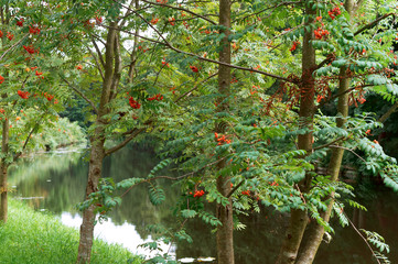 Clusters of red Rowan. Rowan bushes on the river Bank. © SeagullNady