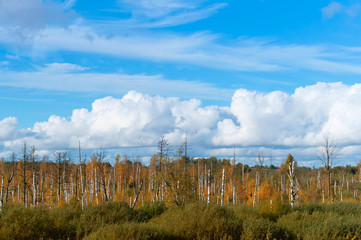 Beautiful marshland. Withered tree trunks in the swamp.