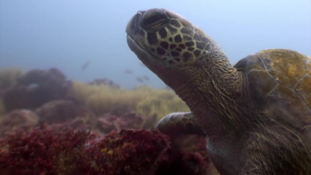 Sea turtle with yellow tortoiseshell underwater lagoon of ocean on Galapagos. Amazing life of tropical nature world in blue water. Scuba diving.