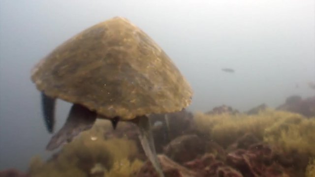 Sea turtle with yellow tortoiseshell underwater lagoon of ocean on Galapagos. Amazing life of tropical nature world in blue water. Scuba diving.
