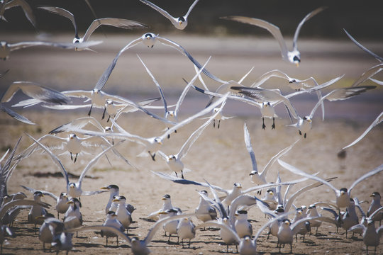 Close up image of a flock of Caspian Terns flying of the perch in an estuary in South Africa