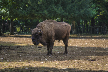 Beautiful wild bison in the nature on sunny day