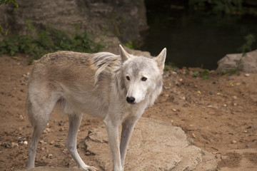 Naklejka na ściany i meble Grey wolf in safari park