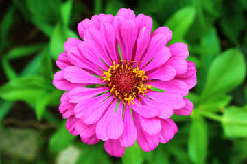 Obraz premium A bright flower of zinnia. View from above. Close-up. Background.