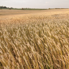 wheat field in the country wind