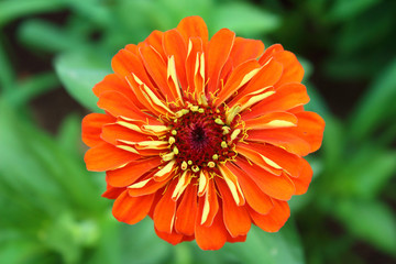 A beautiful red zinnia flower. View from above. Close-up. Background.