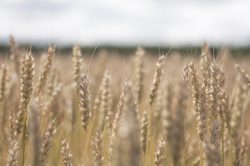 Obraz premium wheat field in the country wind