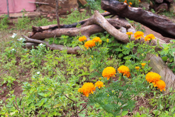 Obraz premium A primavera da zona-da-mata