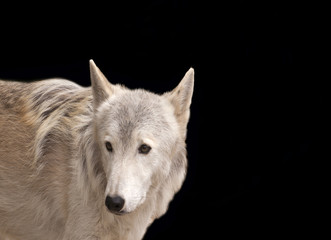 Grey wolf isolated on black