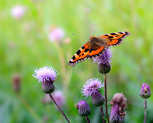 Butterfly on a flower closeup