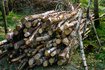 logs in the summer forest, deforestation, destruction of the forest, firewood