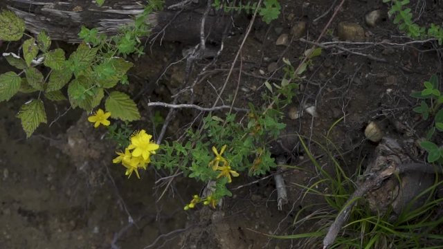 Paralex - topdown - shot of an Agrimonia Eupatoria (Odermennig).