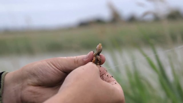 A close up of baiting a fishing hook with Ragworm. 25fps. Overcast flat light.
