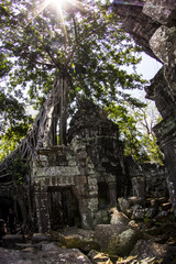Beautiful temple, trees, monks, ruins at Angkor Wat Cambodia