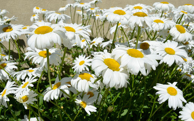 Fototapeta premium White Daisy Plant Flowers Growing