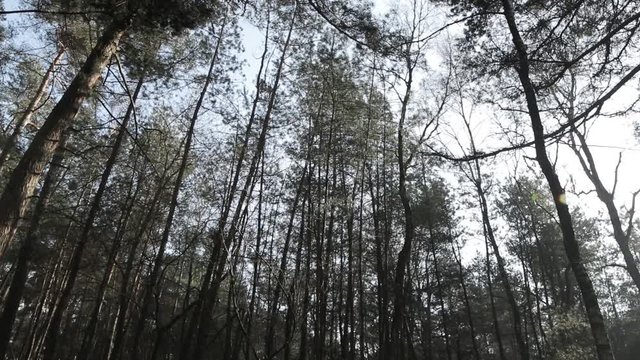 Pine trees in national park in daylight. Pan to the right. Surrounded by trees and nature. Forest in broad daylight.