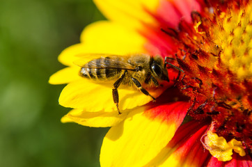bee sitting on a petal of yellow-red flower. close up