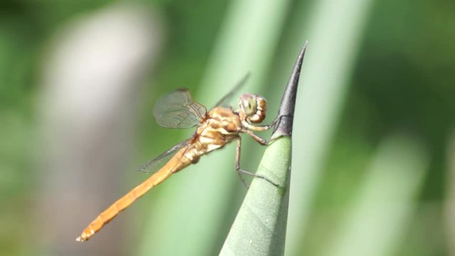 Lib&eacute;lula 2