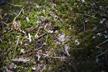 Forest Moss Closeup view at summer day