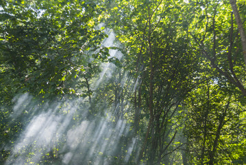 Sun Rays in the Green Forest 