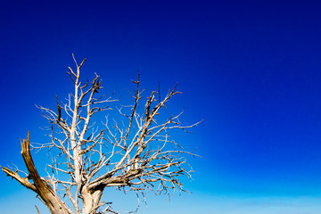 Tree and sky background