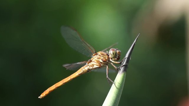 Lib&eacute;lula  1