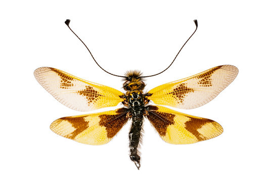 Libelloides macaronius on white background