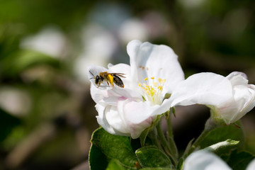 pszczoła kwiat jabłoni