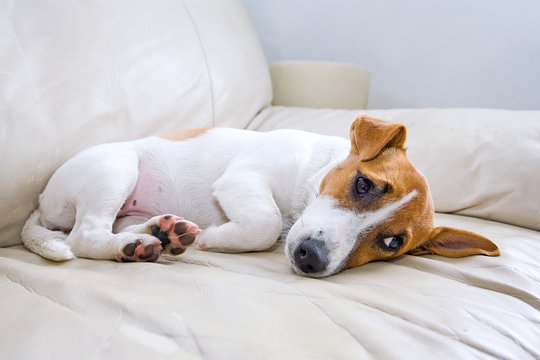 Jack Russell's puppy is lying on a leather couch
