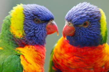 Close Up of Two Colorful Rainbow Lorikeets
