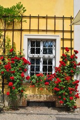 Fototapeta na wymiar Okno i róże
