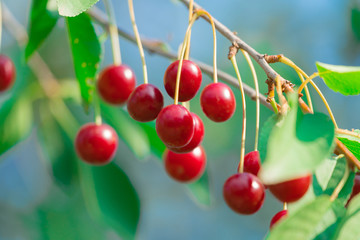 Bunch of ripe juicy wild cherries